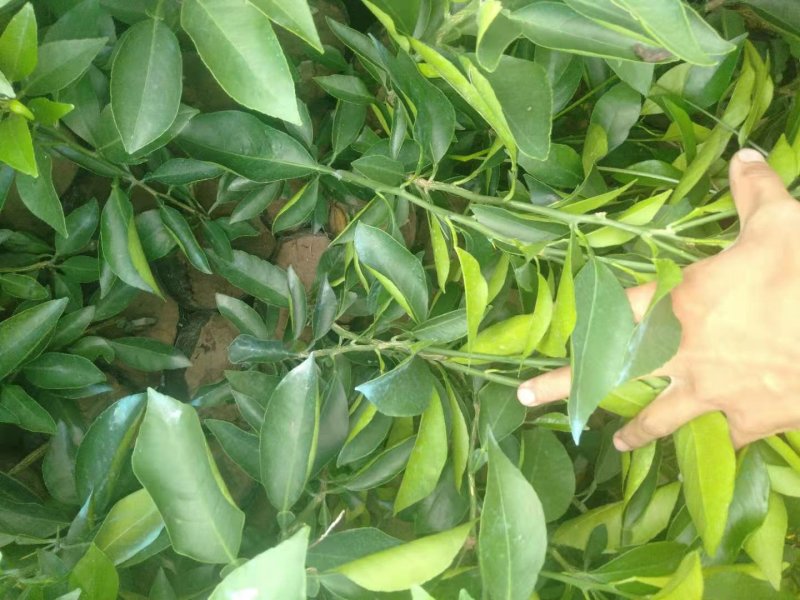 大量出售自家苗圃种植各种柑橘苗，品质保证，量大从优