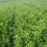 大量出售自家苗圃种植各种柑橘苗，品质保证，量大从优