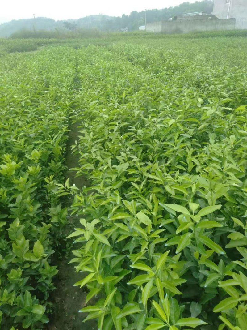 大量出售自家苗圃种植各种柑橘苗，品质保证，量大从优