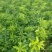 大量出售自家苗圃种植各种柑橘苗，品质保证，量大从优
