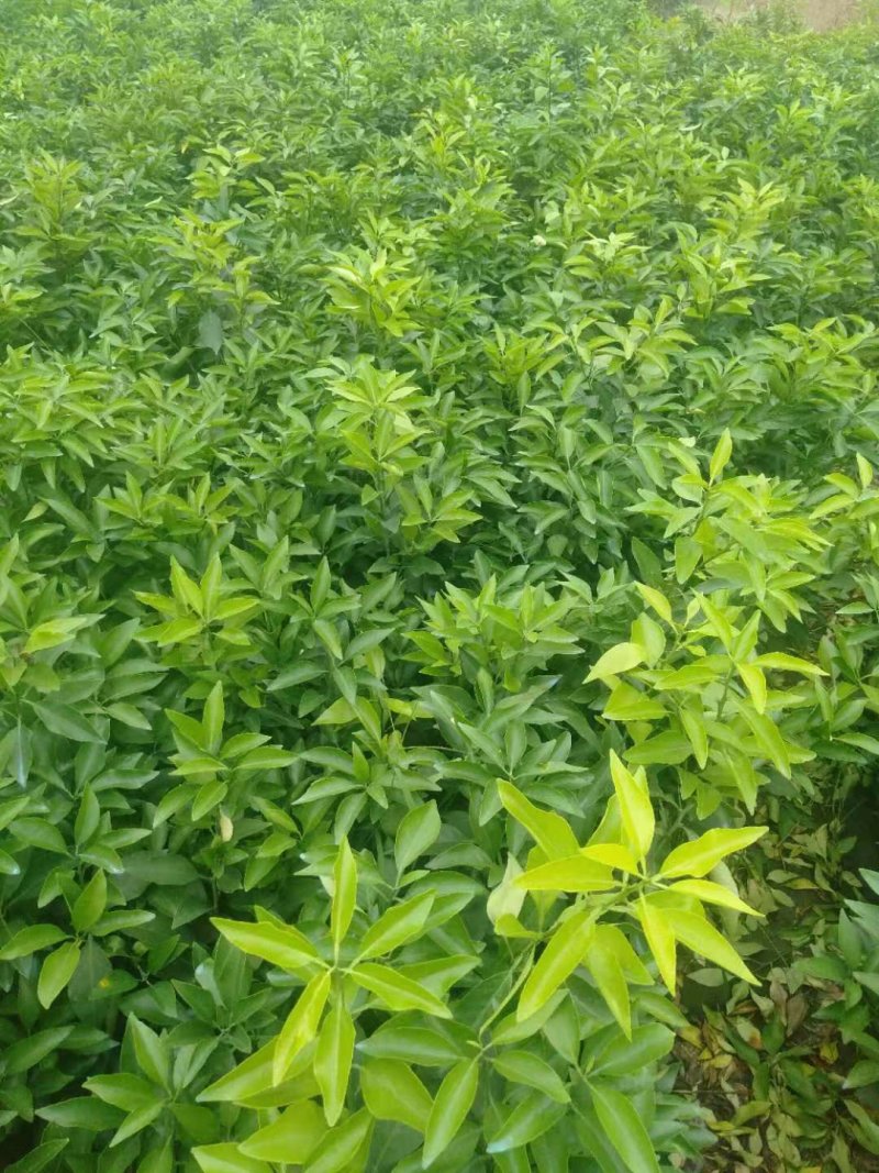 大量出售自家苗圃种植各种柑橘苗，品质保证，量大从优