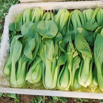 【热卖中】中大颗青菜品相好物美价廉适合食品厂食堂欢迎咨询