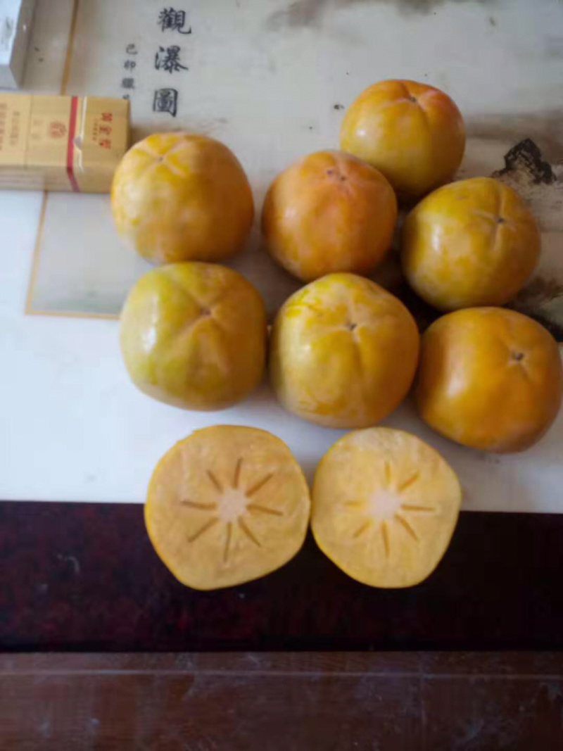 阳丰甜柿，网红产品，甜度高，果个大，无核可食性高