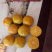 阳丰甜柿，网红产品，甜度高，果个大，无核可食性高