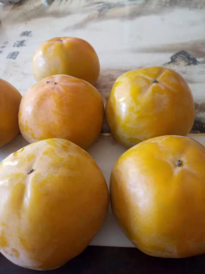 阳丰甜柿，网红产品，甜度高，果个大，无核可食性高