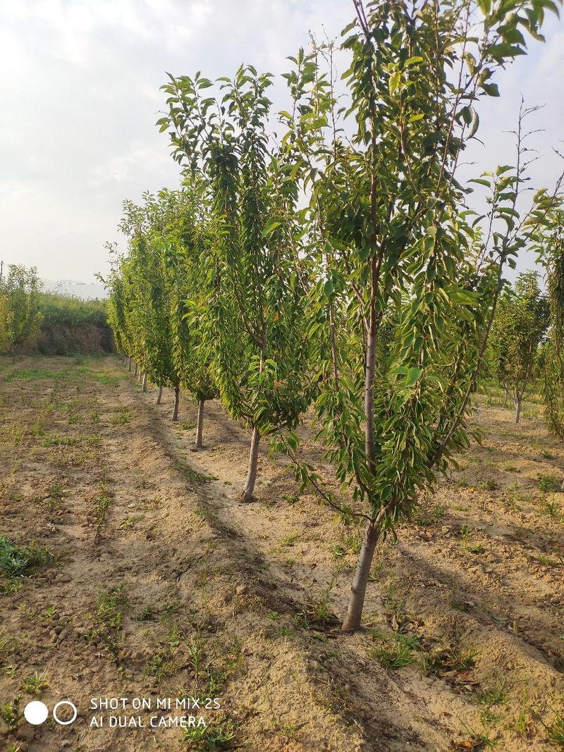 樱桃树，5到8公分，果园专用品种，樱桃苗