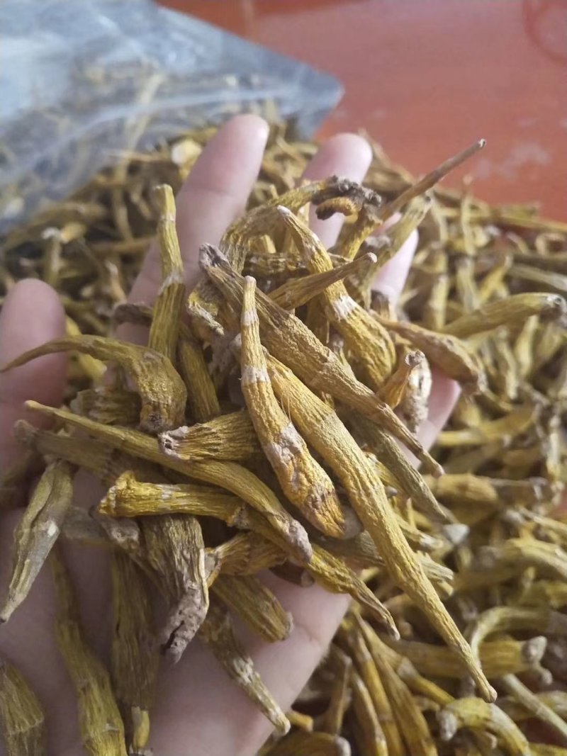 野生黑天麻、野天麻（进口）
