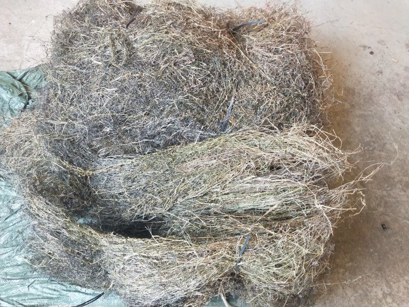 野生百花蛇舌草干货10元一斤