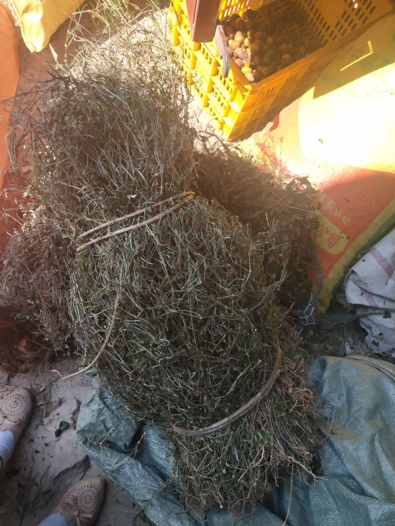 野生百花蛇舌草干货10元一斤