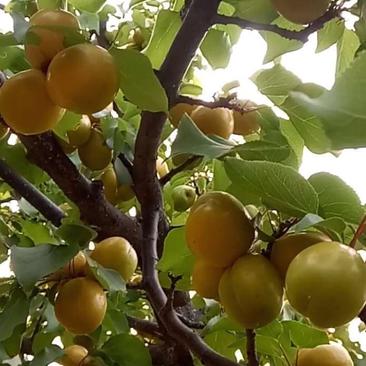一年生珍珠油杏树苗3公分5公分8公分大杏树