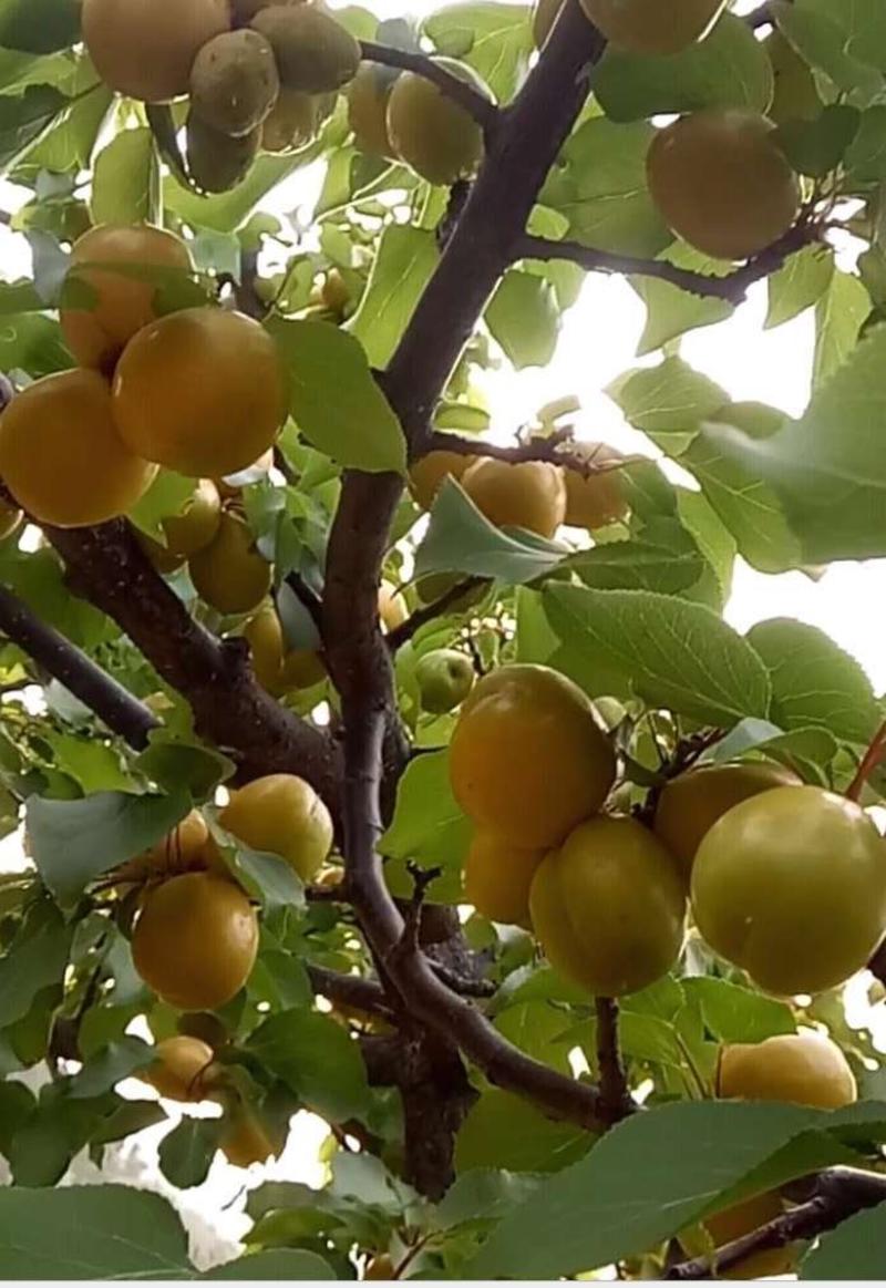 一年生珍珠油杏树苗3公分5公分8公分大杏树