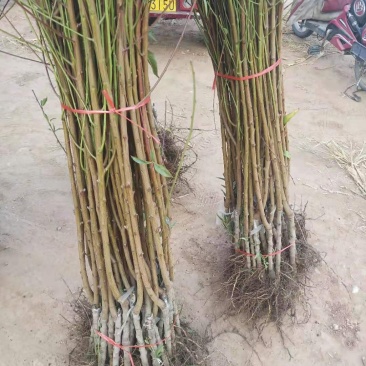 山东沂蒙霜红黄金桃树苗大红桃油桃系列蟠桃