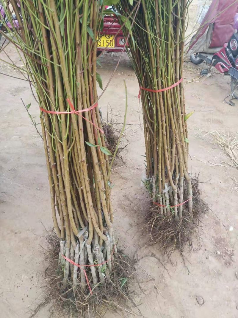 山东沂蒙霜红黄金桃树苗大红桃油桃系列蟠桃