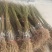 山东沂蒙霜红黄金桃树苗大红桃油桃系列蟠桃