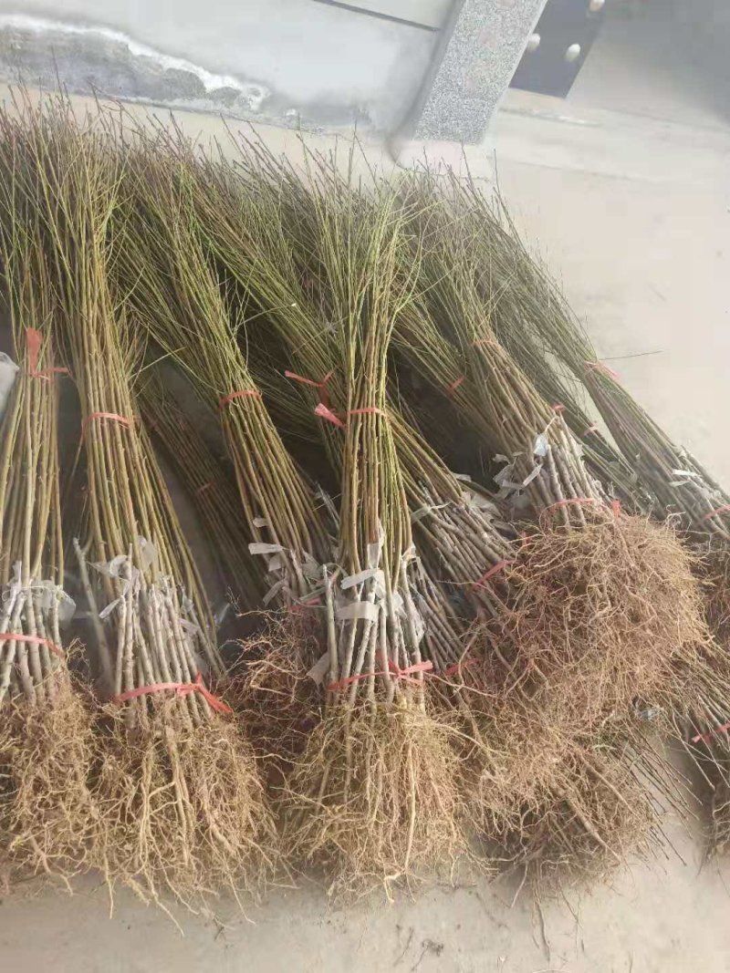 山东沂蒙霜红黄金桃树苗大红桃油桃系列蟠桃