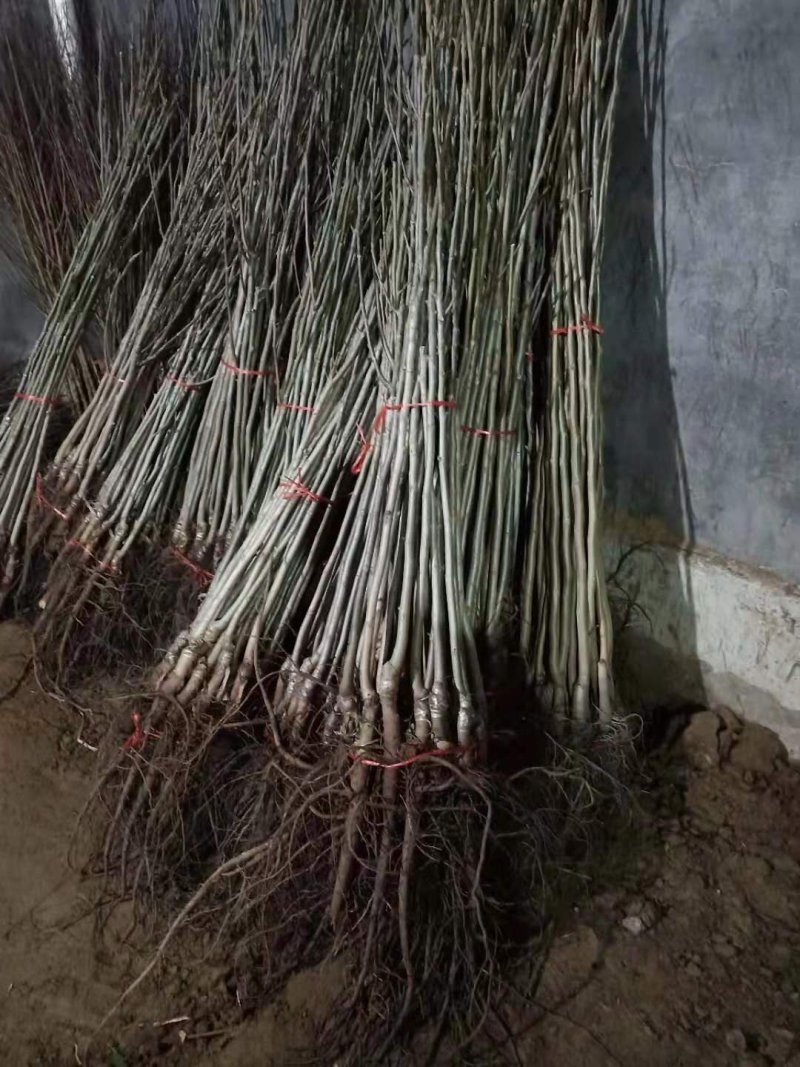 山东平邑薄皮核桃苗，嫁接核桃苗，货真价实，看货起苗。