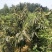 山东大红袍板栗苗，泰山板栗苗，自产自销，看货起苗。