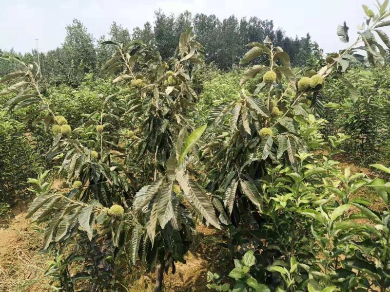 山东大红袍板栗苗，泰山板栗苗，自产自销，看货起苗。