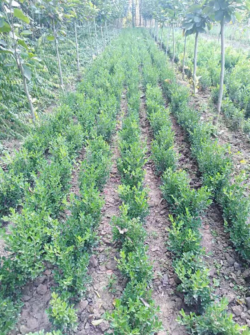 小叶黄杨，豆瓣黄杨30到50公分高
