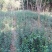卫矛，胶东卫矛40到80高