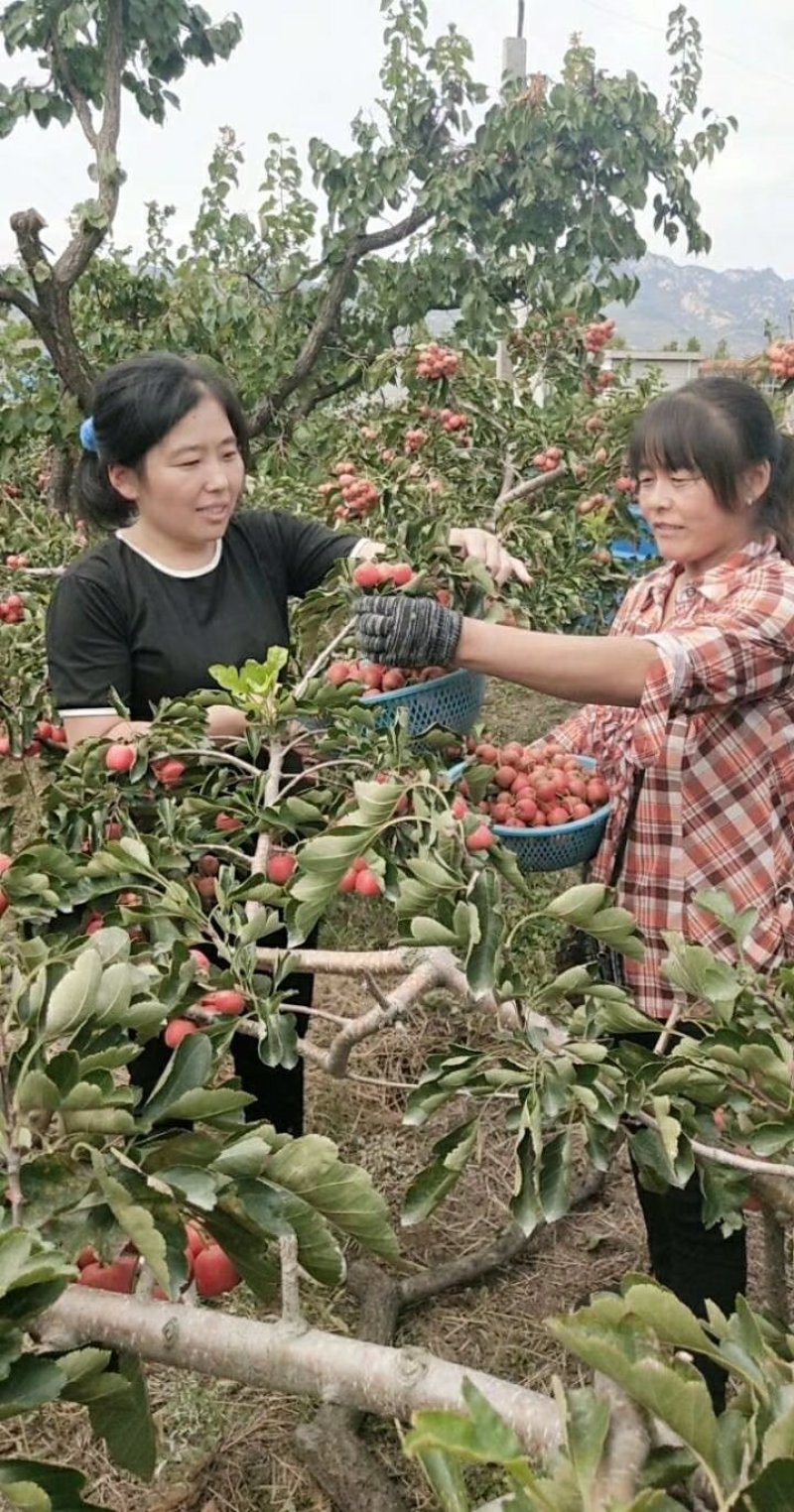 《精选》大金星山楂光果产地直销直供诚信第一服务好