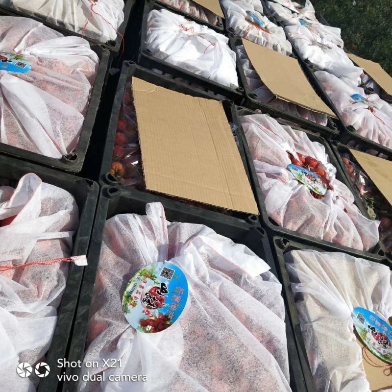 《精选》大金星山楂光果产地直销直供诚信第一服务好