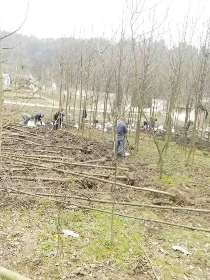 四川“夏禹林”珙桐苗、珙桐杯苗基地发货量大价更优