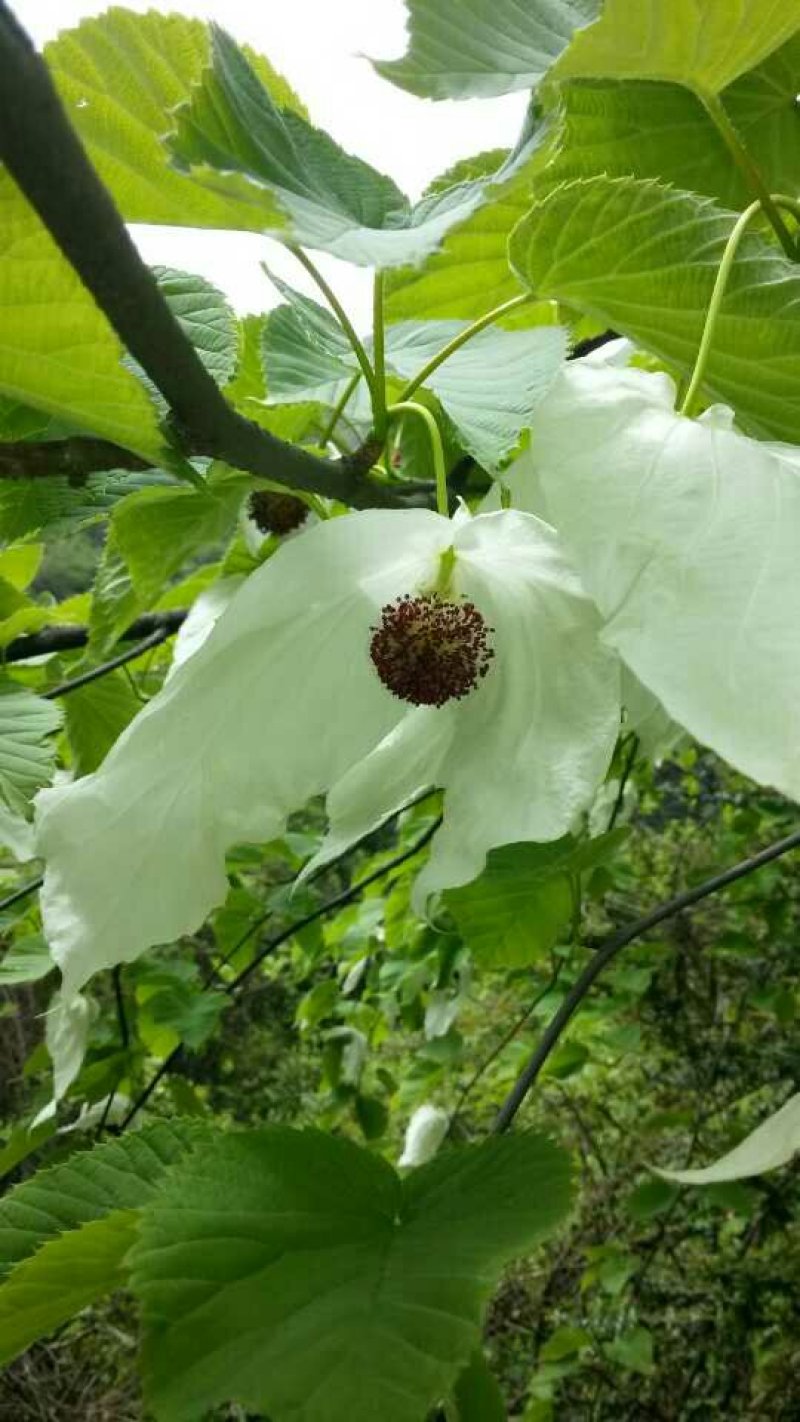 四川“夏禹林”珙桐苗、珙桐杯苗基地发货量大价更优