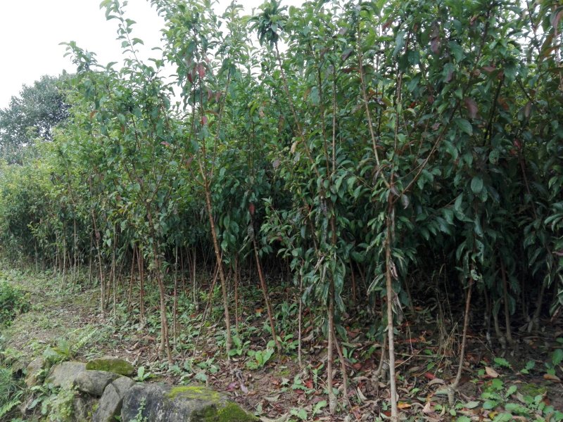 脆红李，嫁接苗，粗0.8起，薄膜包装，快递发货！