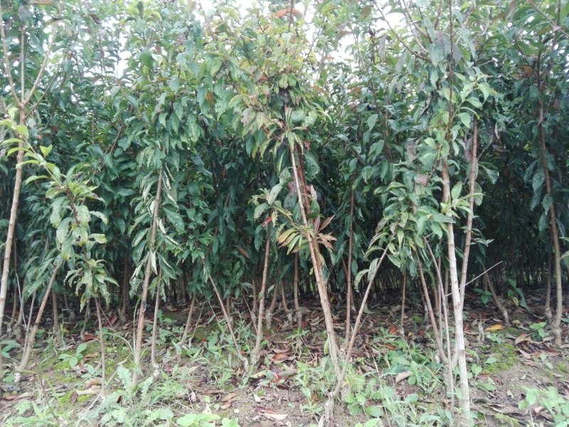 脆红李，嫁接苗，粗0.8起，薄膜包装，快递发货！