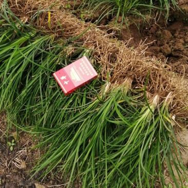 四川绵阳基地大量供应绿化麦冬草，麦冬苗清秀无土，基地直供
