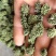 三七花三年以上三七花关书药业新货批发中药材