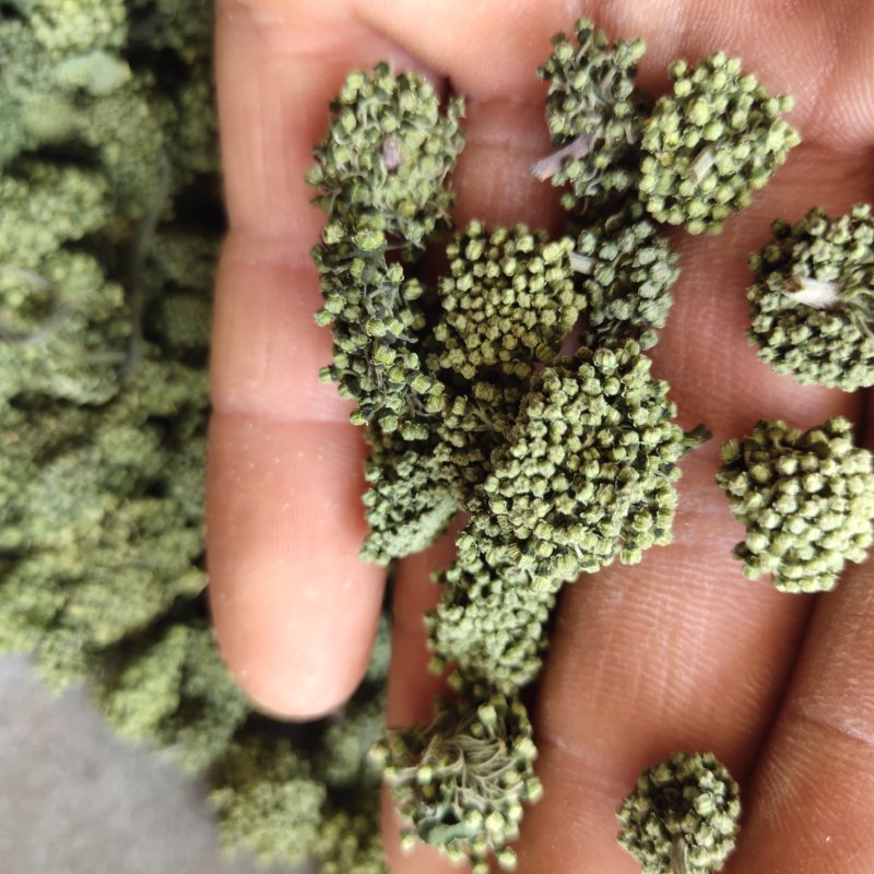 三七花三年以上三七花关书药业新货批发中药材