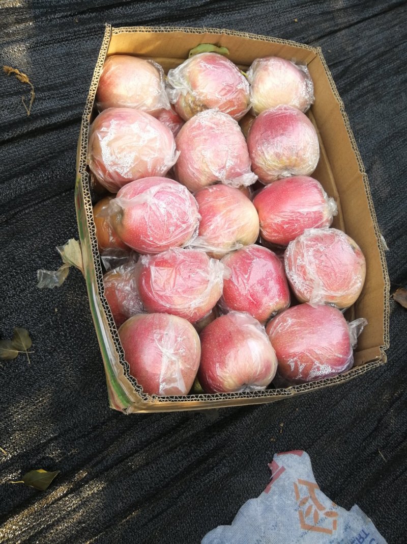 中秋王苹果