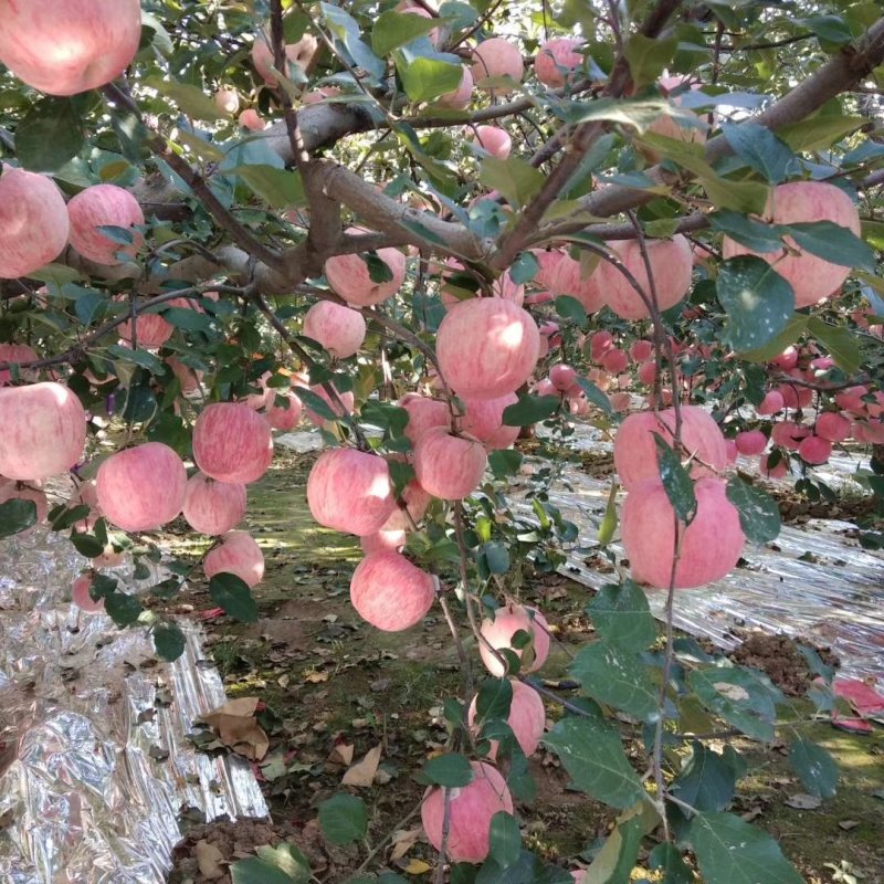 23年新苹果上市红富士苹果货源充足，质优价廉，口感脆甜