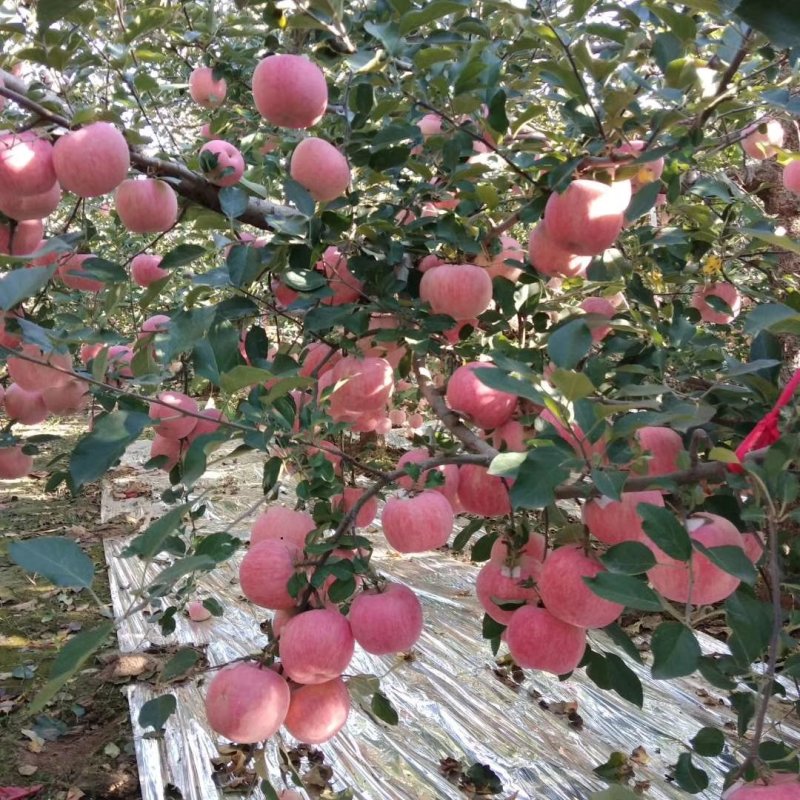 23年新苹果上市红富士苹果货源充足，质优价廉，口感脆甜