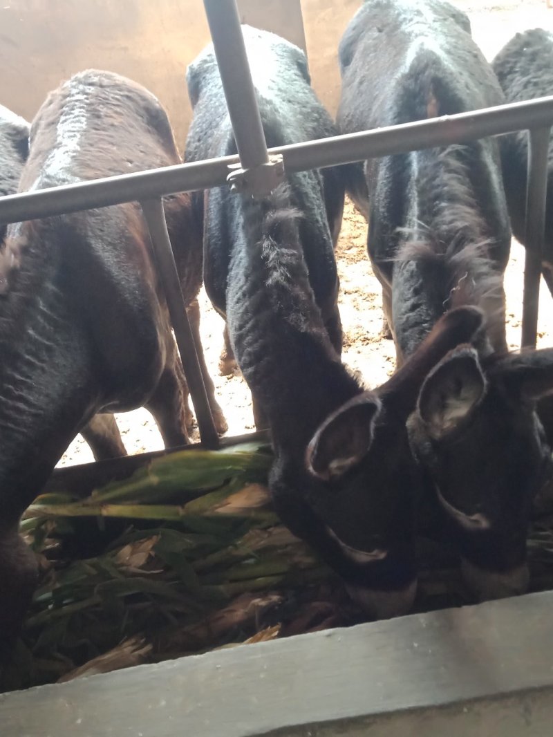 肉驴