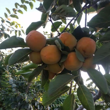 富平尖柿