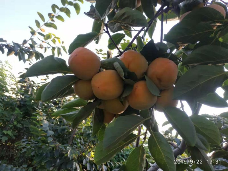 富平尖柿
