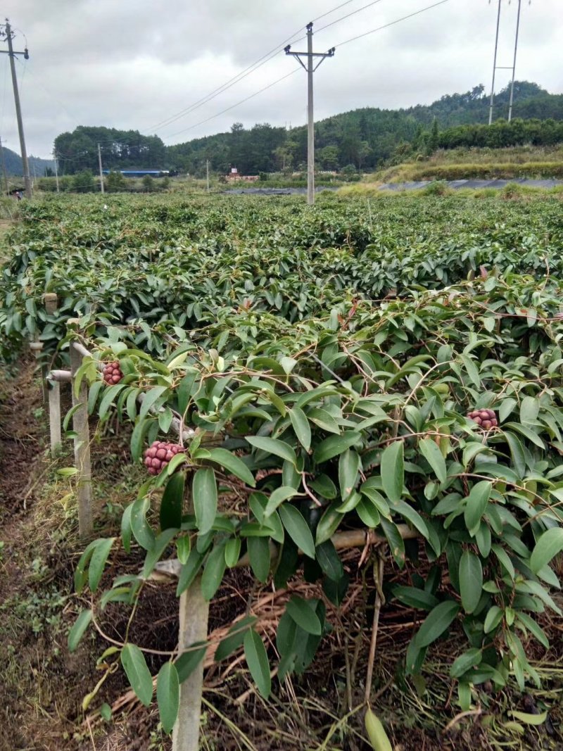 【热卖无籽黑老虎】全国推广10株包邮改良布福娜苗杯苗原土