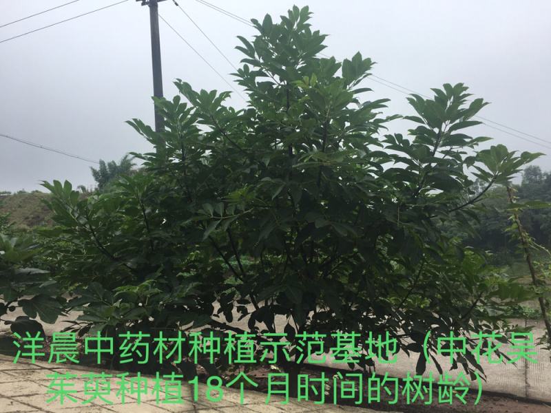 吴茱萸苗中花吴茱萸扦插苗