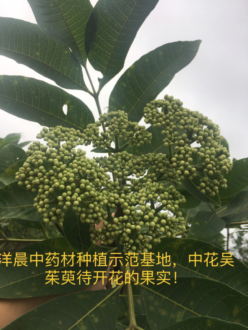 吴茱萸苗中花吴茱萸扦插苗