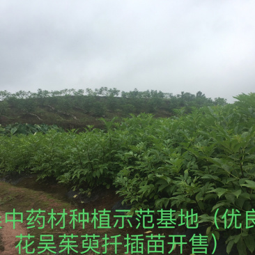 吴茱萸苗中花吴茱萸扦插苗