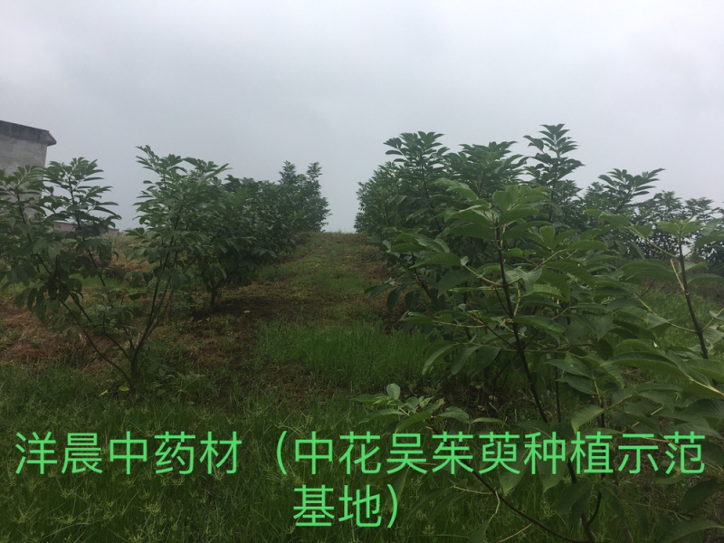吴茱萸苗中花吴茱萸扦插苗