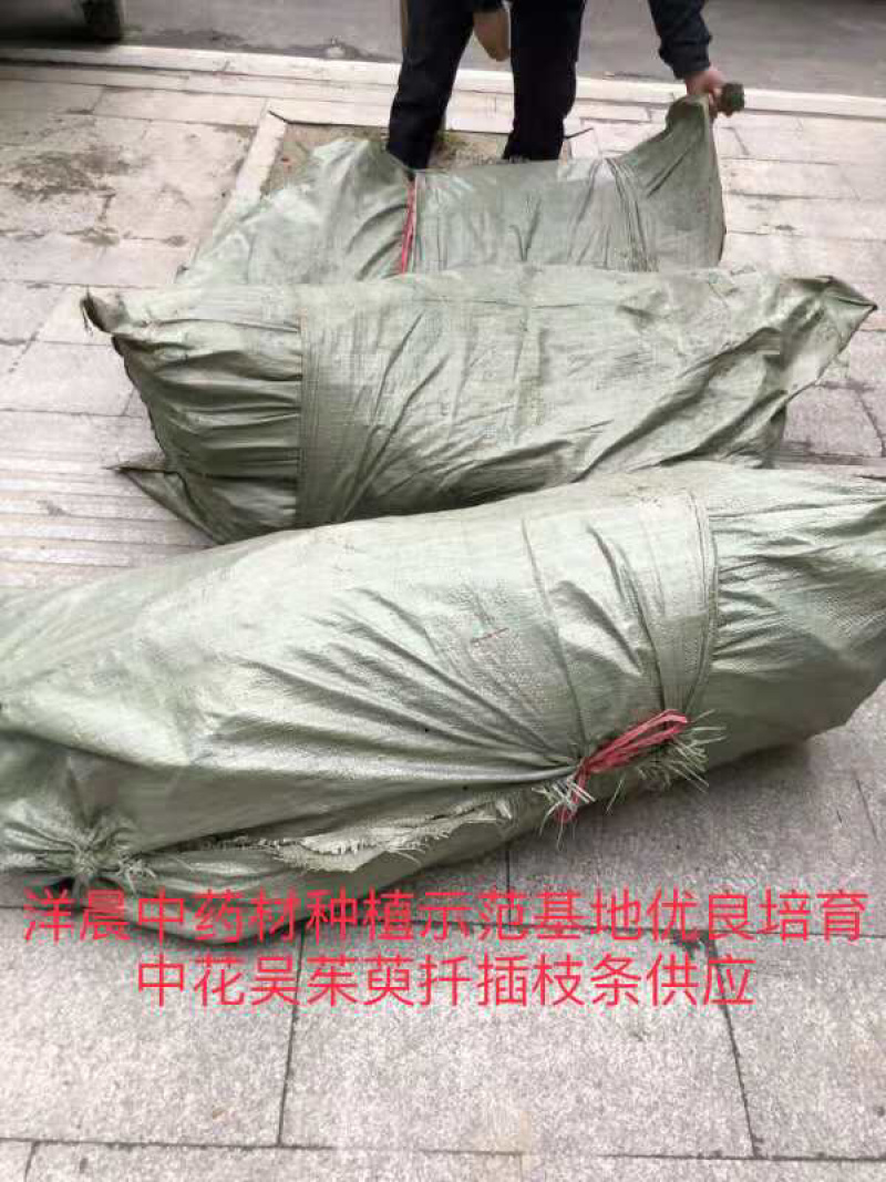 吴茱萸苗中花吴茱萸扦插苗