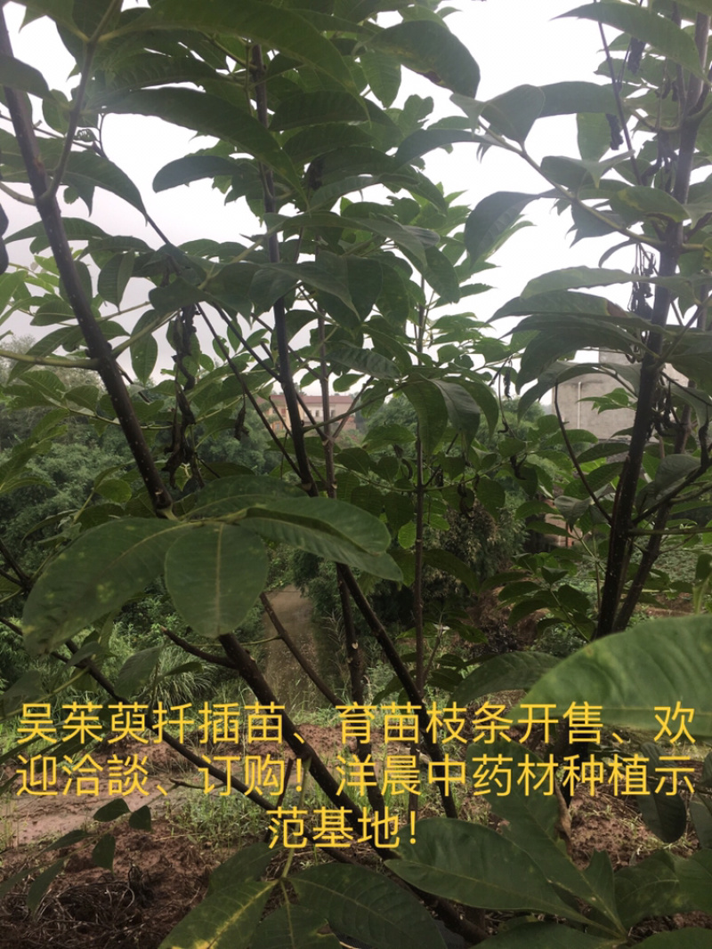 吴茱萸苗中花吴茱萸扦插苗