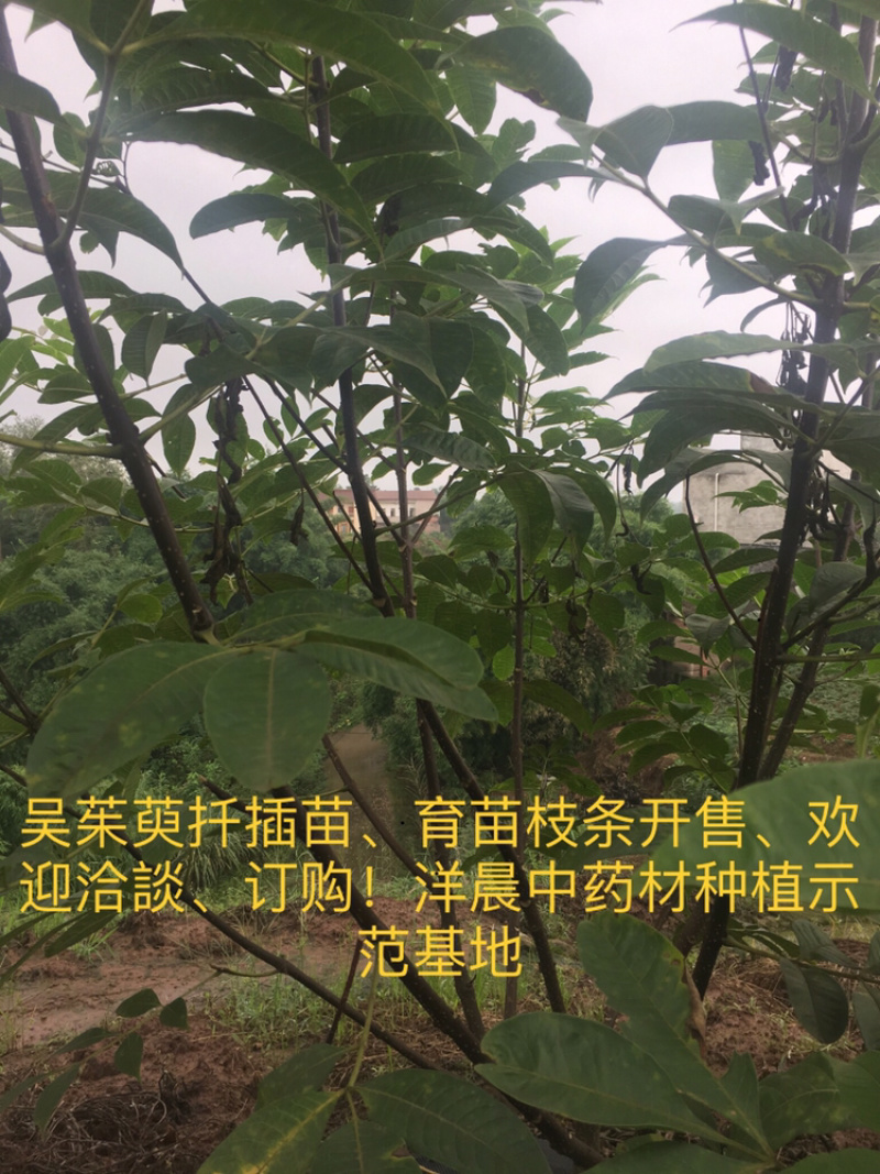 吴茱萸苗中花吴茱萸扦插苗