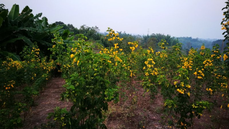 黄花槐黄槐树黄花槐苗