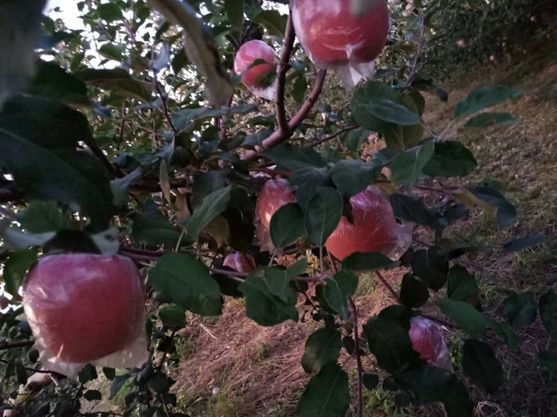 【优质精选】大量供应山西运城膜袋，纸加膜冰糖心红富士苹果