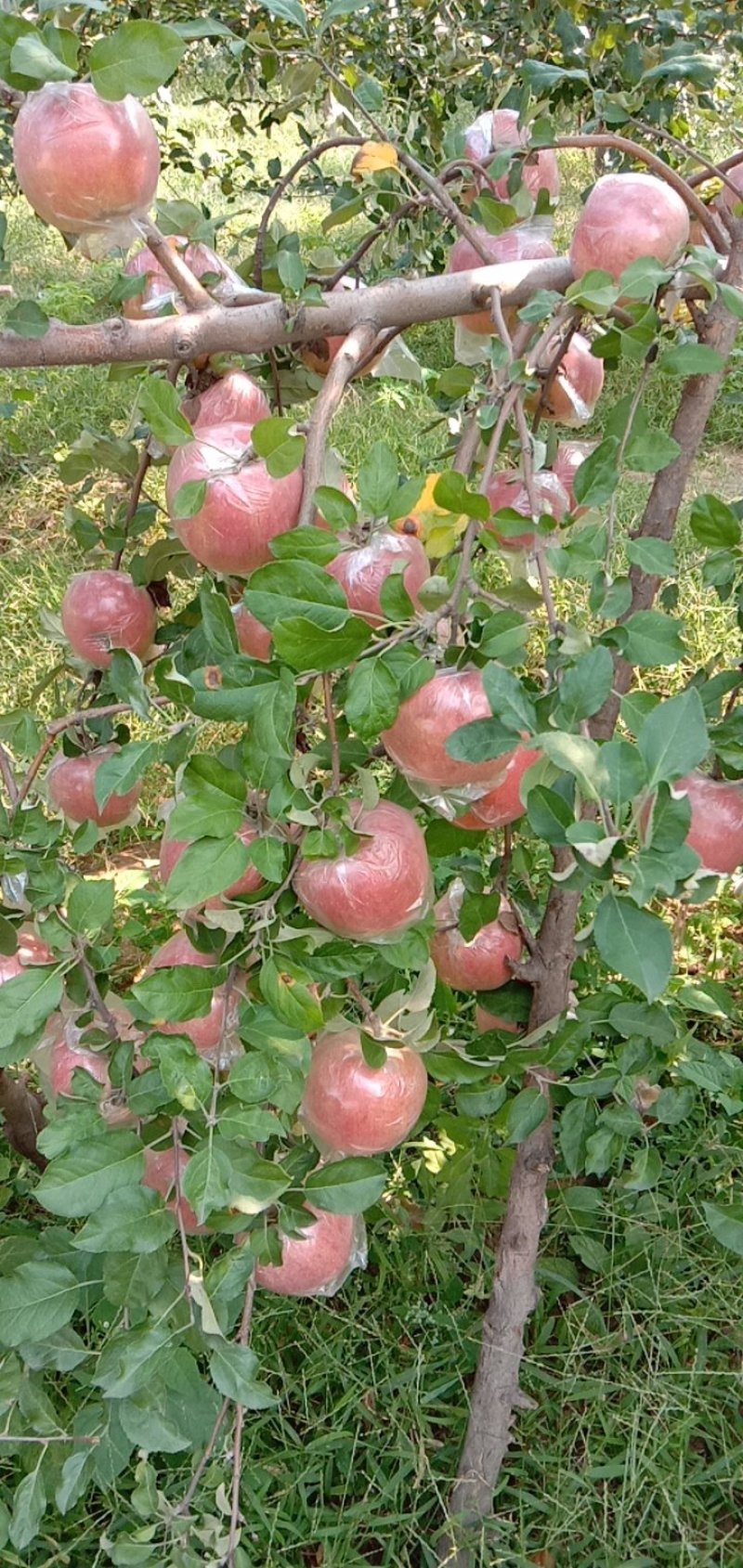 苹果